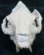 Oreodont (Merycoidodon gracilis) Partial Skull #8852-6